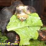 tortoise1