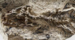 053018_SM_lizard-fossil_feat