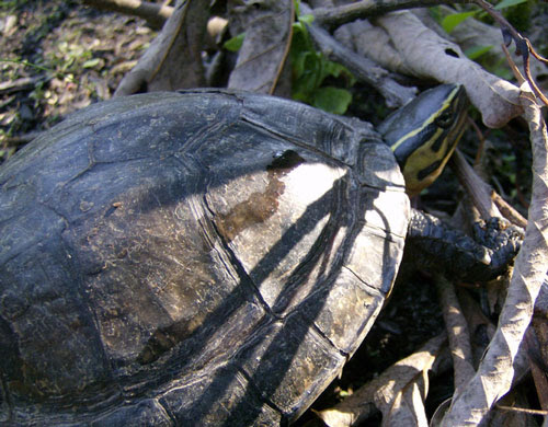 2018 Asian Box Turtles (cbb) – Cuora Amboinensis